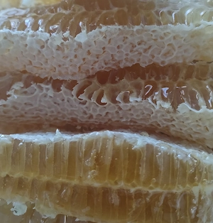 Bienen Bienenschwarm