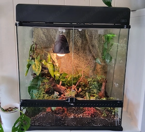 1.1 Chamäleon Pärchen Jemanchamäleon + Exo Terra Terrarium Komlett.