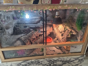 Leopardengecko  mit Terraium 
