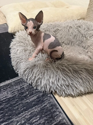 Canadian Sphynx Katze und Kater