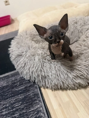 Canadian Sphynxkitten Katze und Kater