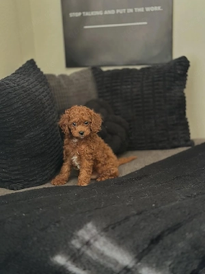 Männlicher Cavapoo