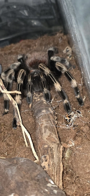 Brachiopelma Harmorii  4