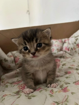 Zwei Kitten Bkh Mischling abzugeben