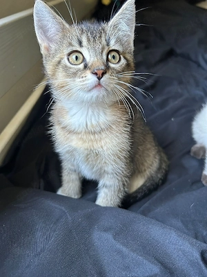 Kitten Bkh Mischling abzugeben
