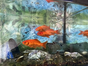 Goldfische kostenlose zu übergeben