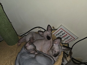 Sphynx Kätzchen  Bild 3