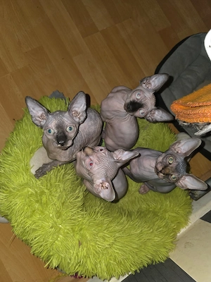 Sphynx Kätzchen  Bild 4
