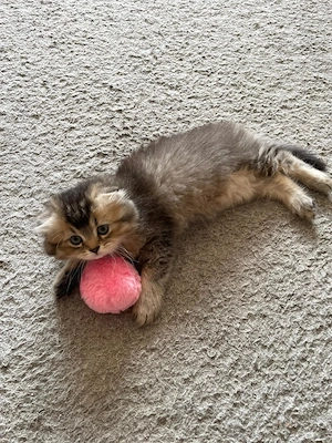 Wunderschöne flauschige Kitten-Dame sucht ein liebevolles Zuhause  Bild 8