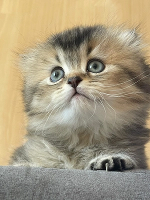 Wunderschöne flauschige Kitten-Dame sucht ein liebevolles Zuhause  Bild 5