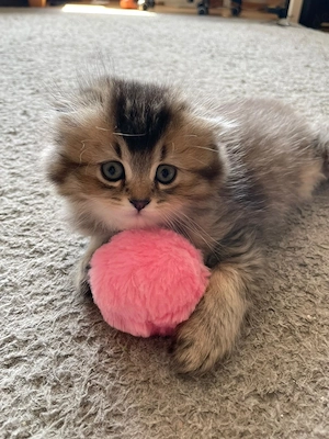 Wunderschöne flauschige Kitten-Dame sucht ein liebevolles Zuhause  Bild 3