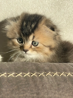 Wunderschöne flauschige Kitten-Dame sucht ein liebevolles Zuhause  Bild 4