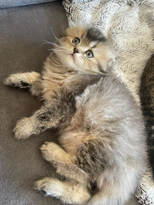 Wunderschöne flauschige Kitten-Dame sucht ein liebevolles Zuhause  Bild 6