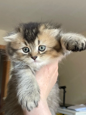 Wunderschöne flauschige Kitten-Dame sucht ein liebevolles Zuhause  Bild 2