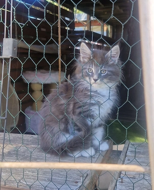 Super süße reinrassige Maine Coon Kitten 