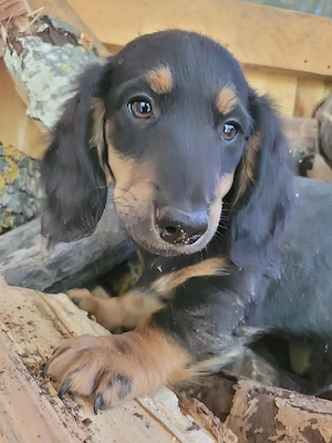 Schorschi Zwerglanghaar Dackel Welpe black and tan sucht sein Körbchen mit viel Liebe und Fürsorge.