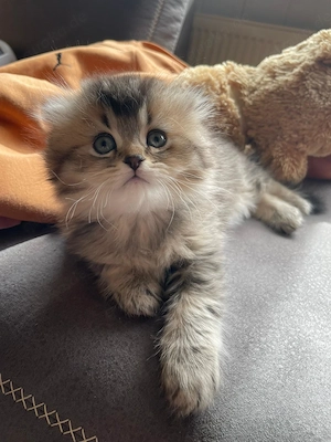 Wunderschöne flauschige Kitten-Dame sucht ein liebevolles Zuhause  Bild 7