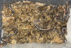 Gerrhonotus infernalis Nachzucht, Alligatorschleiche