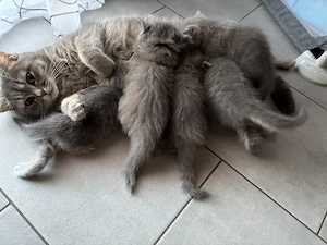 BKH kitten Reinrassig 