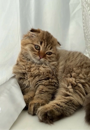 süße katze