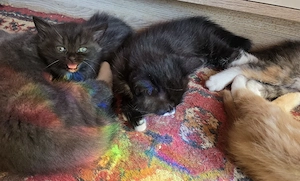 Edel Mix Kitten Bild 5