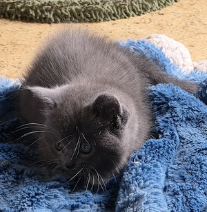 Edel Mix Kitten Bild 3