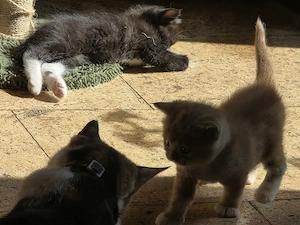 Edel Mix Kitten Bild 6