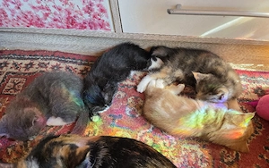 Edel Mix Kitten Bild 4