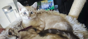 Kitten abzugeben- Bengal   British Kurzhaar Mix 