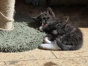 Edel Mix Kitten Bild 8