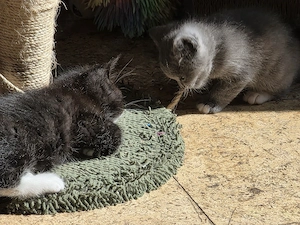 Edel Mix Kitten Bild 7
