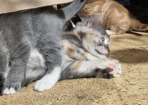 Edel Mix Kitten Bild 9