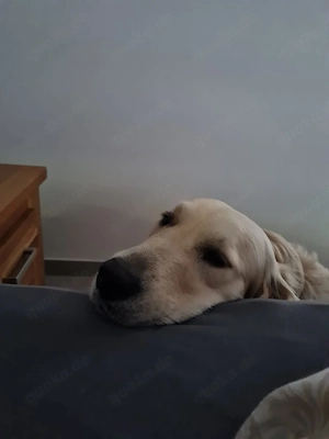 Golden Retriever Hündin 