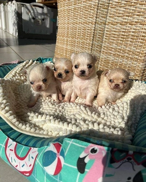 Chihuahua-Welpen: WhatsApp: 015216130268