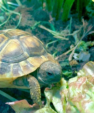griechische Landschildkröte in gute Hände