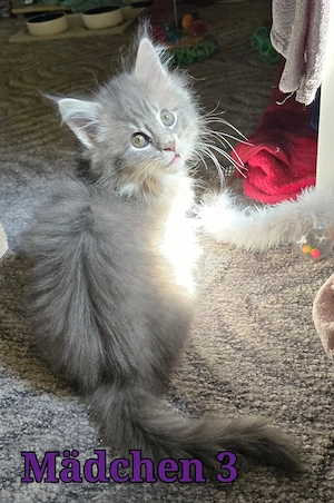 Maine Coon Katzen Bild 5