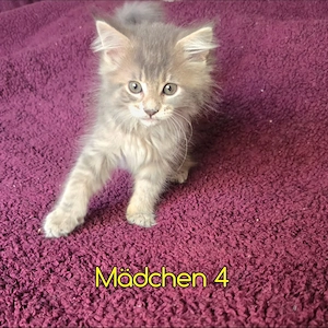 Maine Coon Katzen Bild 8