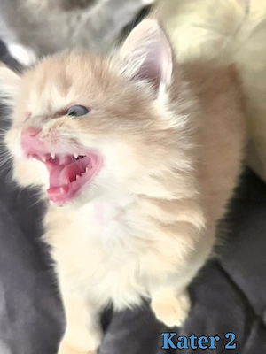 Maine Coon Katzen Bild 3