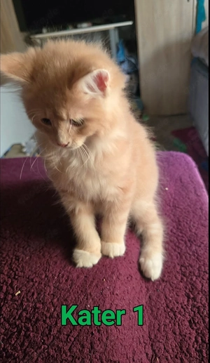 Maine Coon Katzen Bild 2