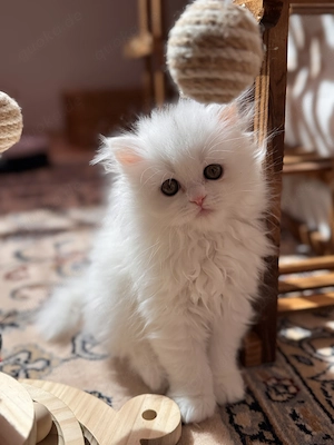 British Kurzhaar Katze 