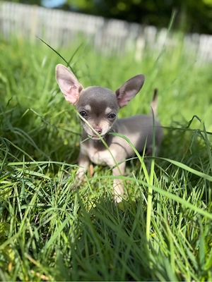 chihuahua hündin