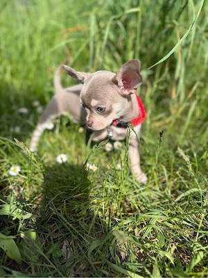 chihuahua mini hündin