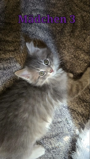 Maine Coon Katzen Bild 6