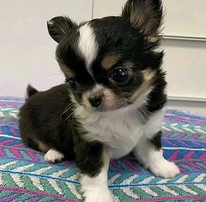 Chihuahua-Welpen: WhatsApp: 015216130268