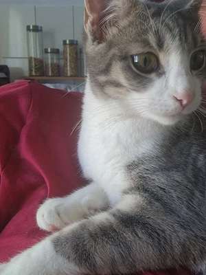 Katze ca. 6 Monate 