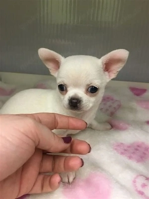 Chihuahua-Welpen: WhatsApp: 015216130268