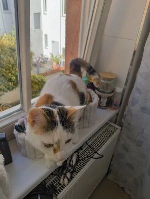 Katzendame sucht ruhiges Zuhause 