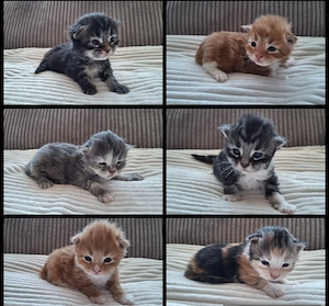 Maine Coon Kitten Katze Kater 