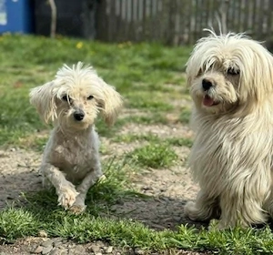 Kim & Klaus - uns gibt es nur im Doppelpack Bild 2