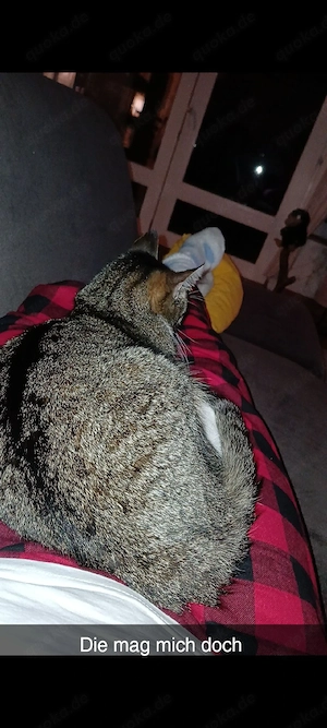 ich suche eine babykatze für mich 